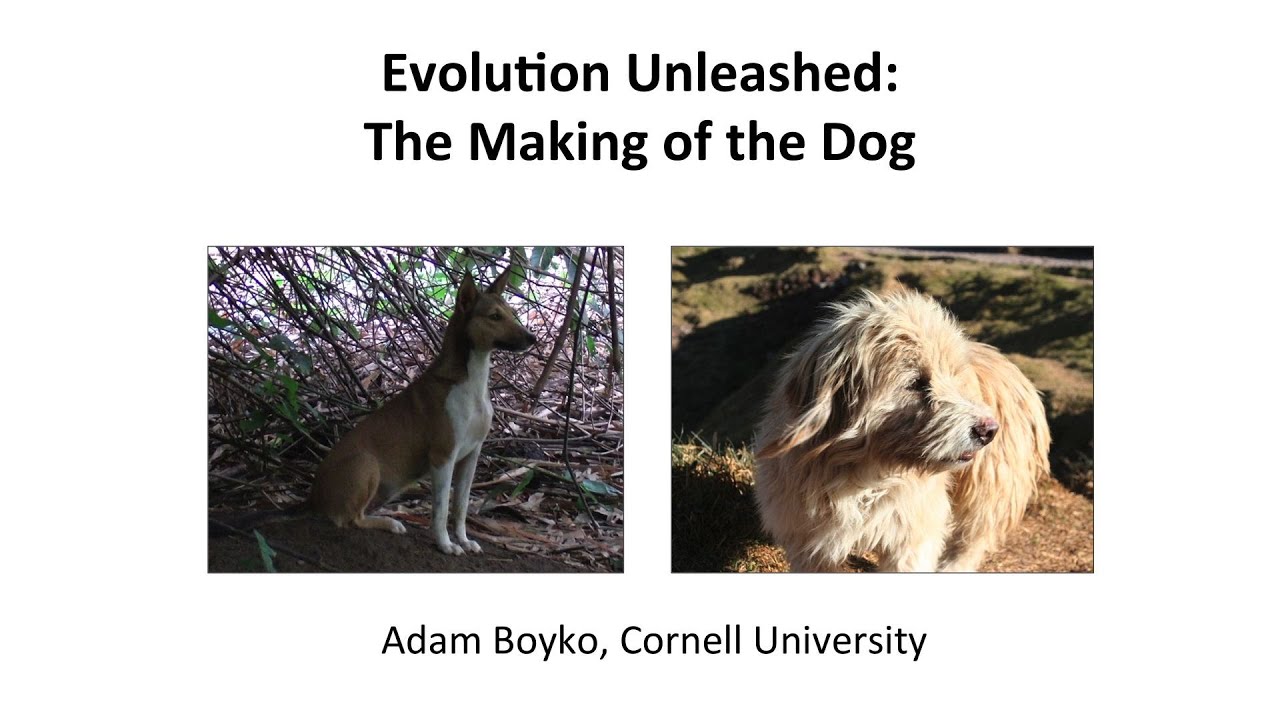 Evolution Unleashed: The Making of the Dog by Dr. Adam Boyko