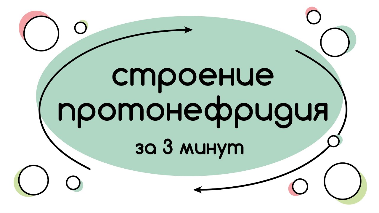BioFamily: Строение протонефридия за 3 минуты
