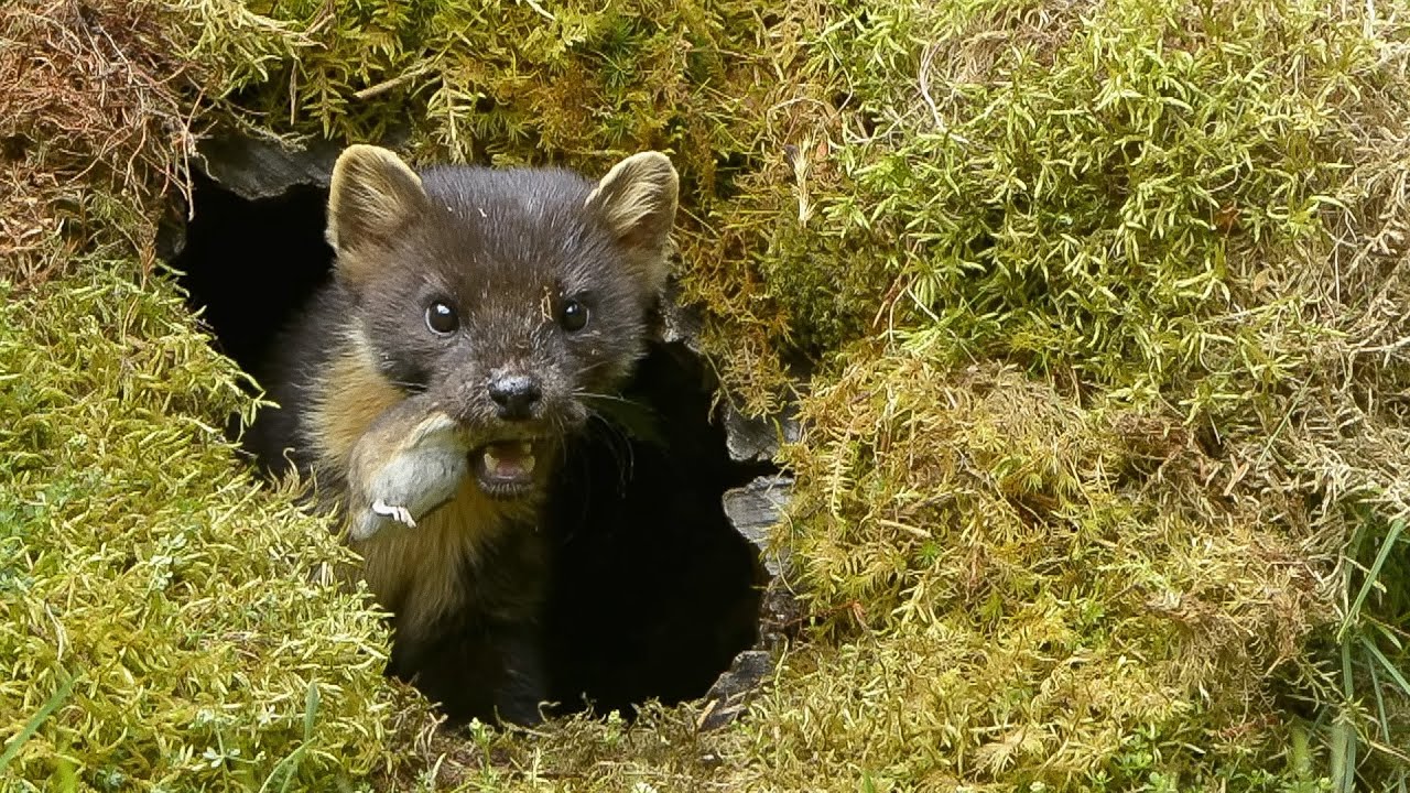 The Journey of Orphaned Pine Martens (4K Documentary)