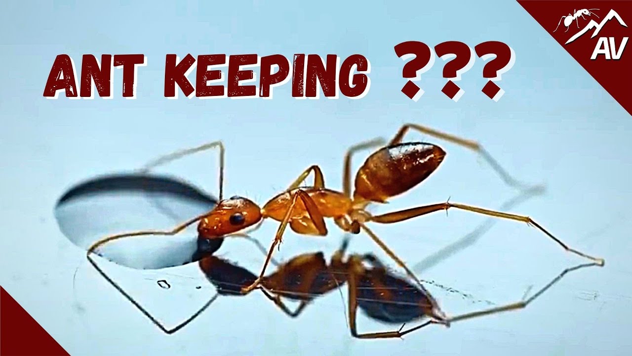 Why start Ant Keeping? Show this to your Parents!