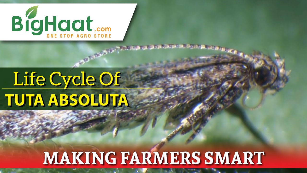 Life Cycle Of Tuta absoluta | Bighaat