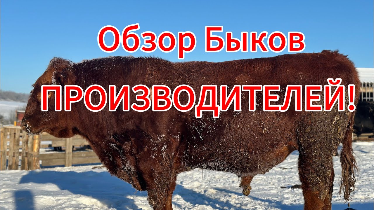  Абердин-Ангус| Красный Ангус| Русская комолая| Откорм бычков 
