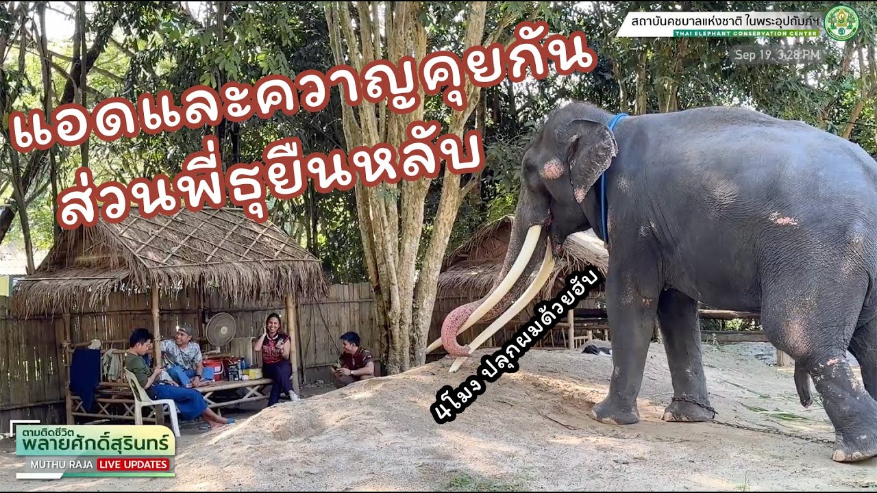 ตามติดชีวิต #พลายศักดิ์สุรินทร์ 19 กันยายน 2567 แอดมินและควาญคุยกัน ส่วนพี่ธุยืนหลับรอ