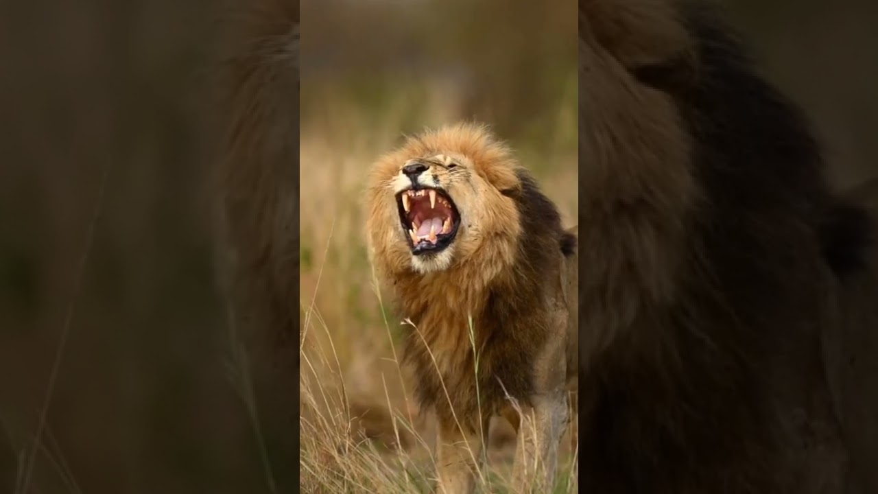 शेर की दहाड ll Sher Ki Dahad ll Lion Sounds ll Sher Ki Awazll #shorts ll#wildanimals