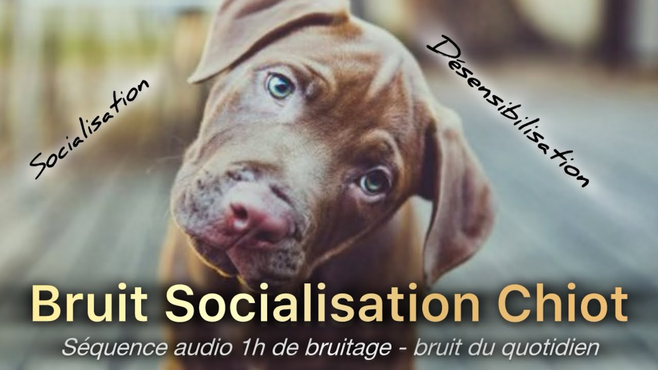 Bruitage pour chiot socialisation / désensibilisation (bruit du quotidien / bruit qui fait peur)