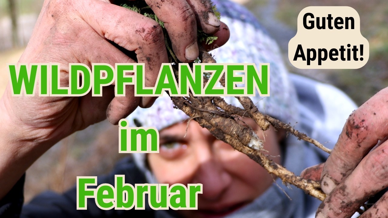 Welche wilde Nahrung können wir im Februar finden - sammeln fürs Mittagessen