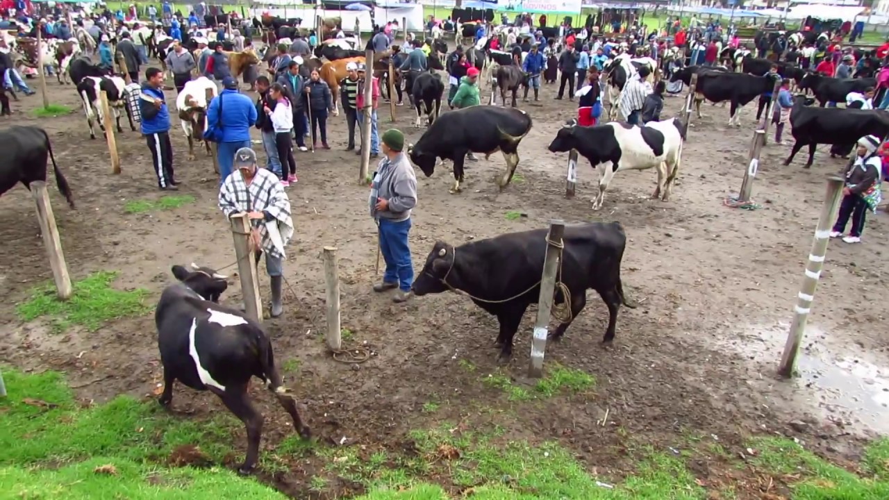 ​Mercado de Animales, Otavalo, Ecuador, Abril 2016