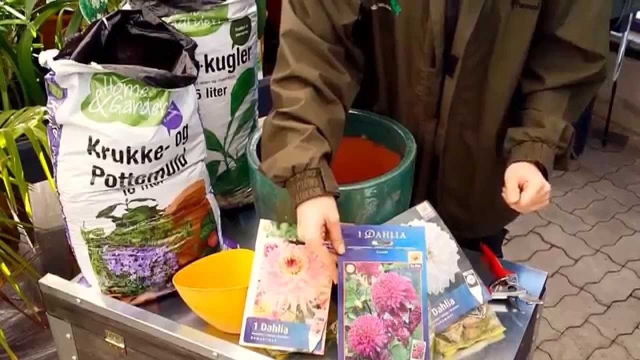 Plantning af Dahlia Knolde