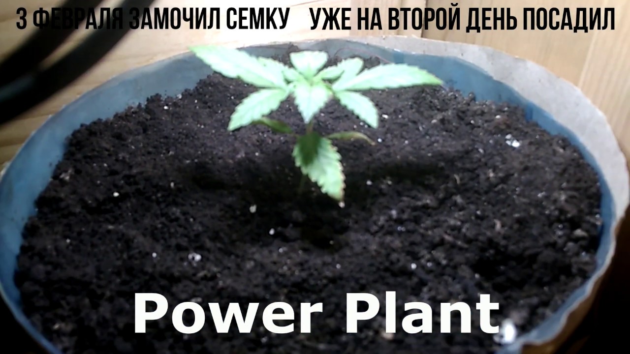 5 растишек в шкафу Auto Gagarin 2X, LSD, Bluberry, Power Plant