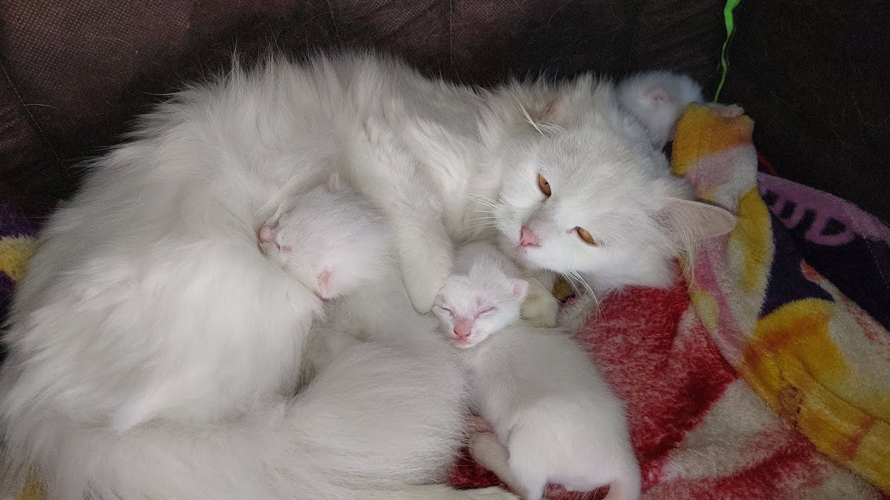 Newborn Kittens Eyes Are Opening