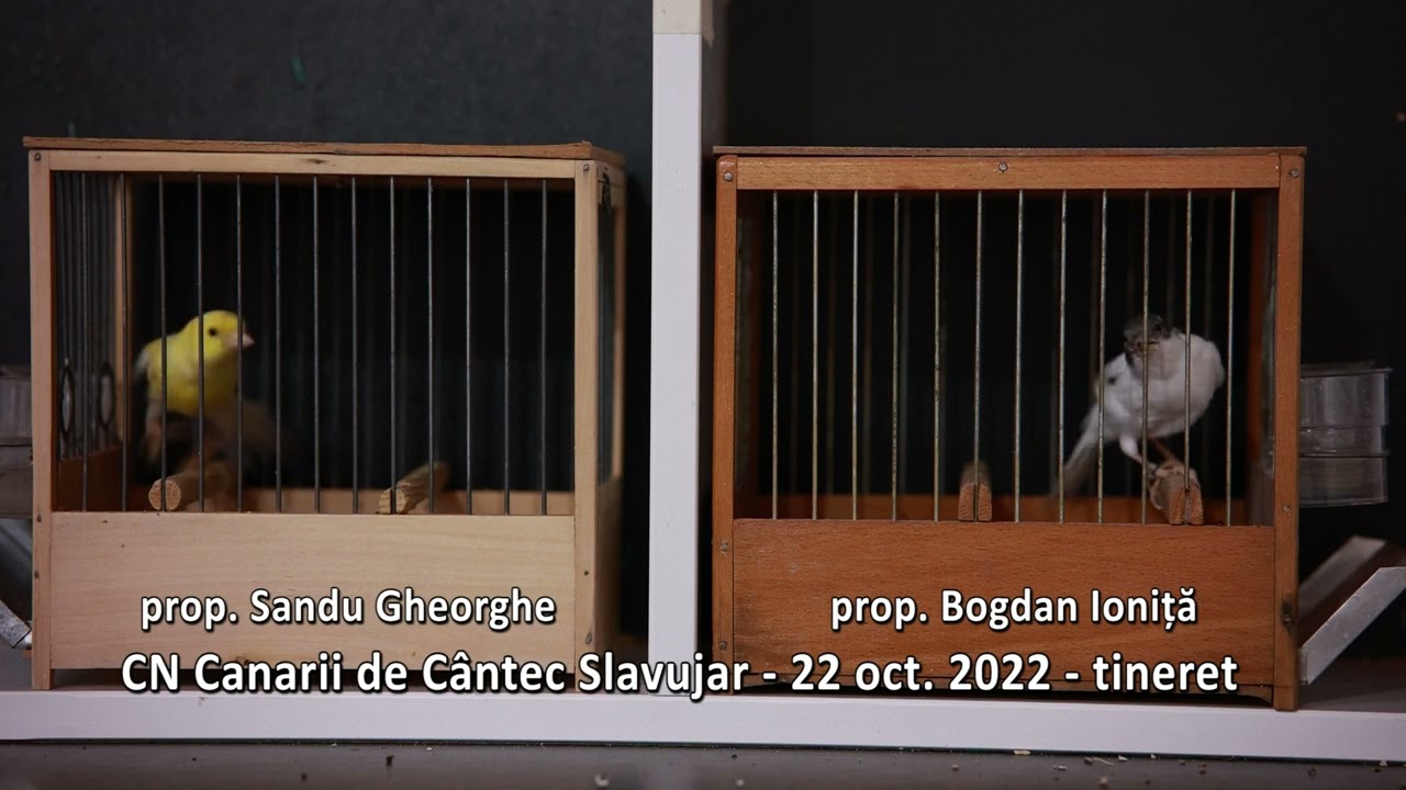 CN Canarii de Cântec Slavujar - 22.10.2022 - tineret - proprietari Sandu Gheorghe si Bogdan Ioniță