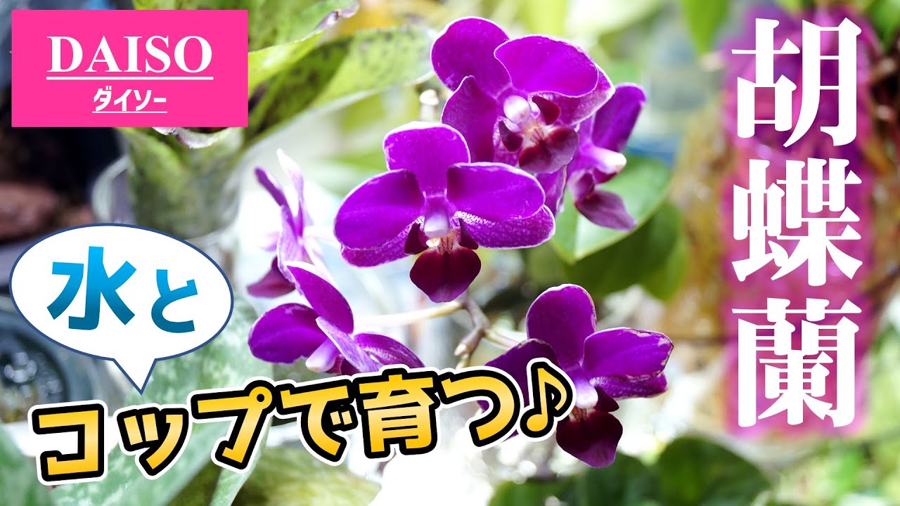 【目からウロコ！】胡蝶蘭を水栽培で育てよう♪【洋蘭の育て方】【水耕栽培】【観葉植物レスキュー】