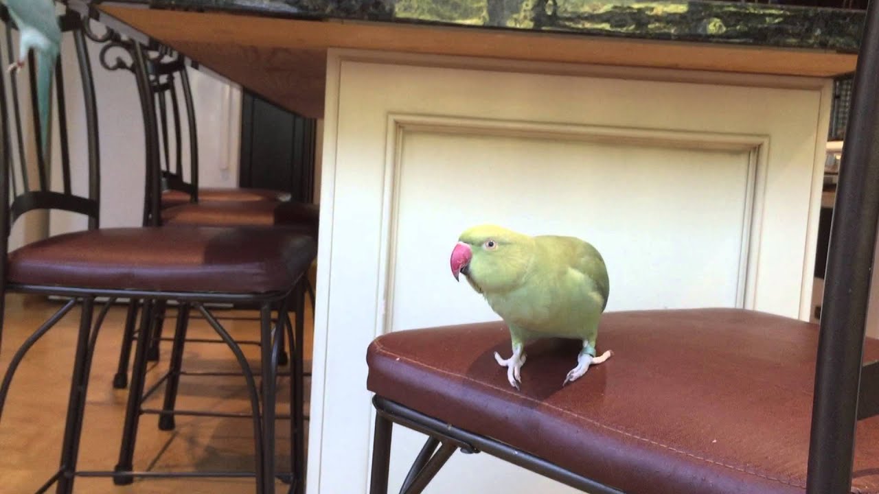 Indian Ringneck - Fabio talking