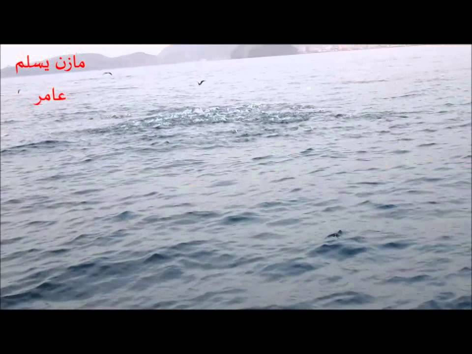 صيد سمك الشروه