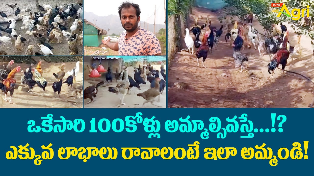 Natu Kollu Farm Business Plan | ఒకేసారి 100కోళ్ళు అమ్మాల్సివస్తే..? ఎక్కువ లాభాలు రావాలంటే Tone Agri