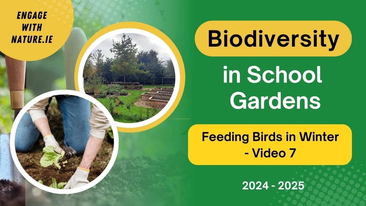 Feeding birds in Winter