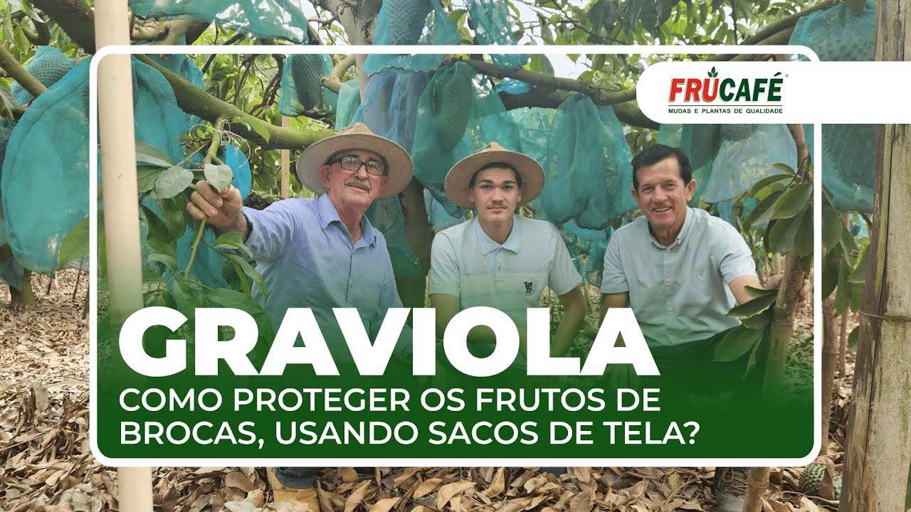 Como proteger dos frutos de Graviola das brocas, usando sacos de tela?