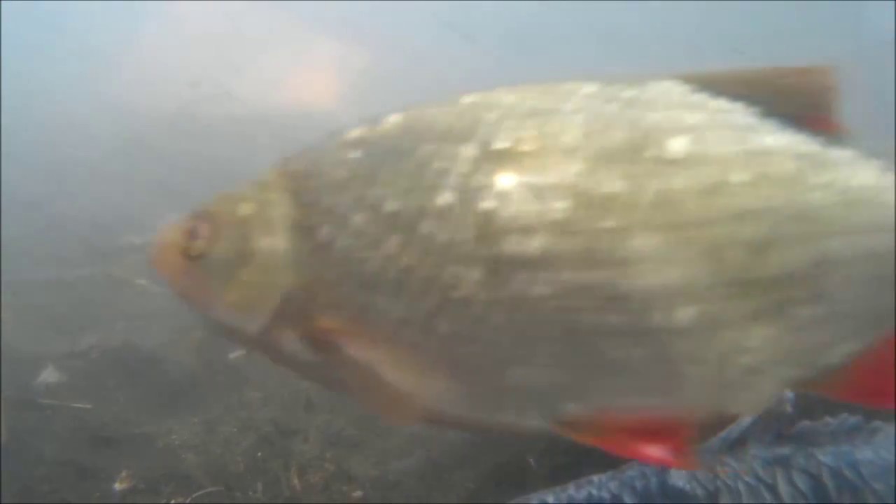 Bourne Mill Whirlpool Underwater 2014