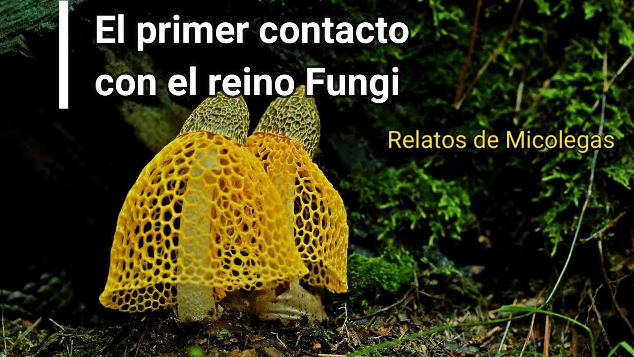 Mi primer contacto con el reino Fungi || Relatos de Micolegas