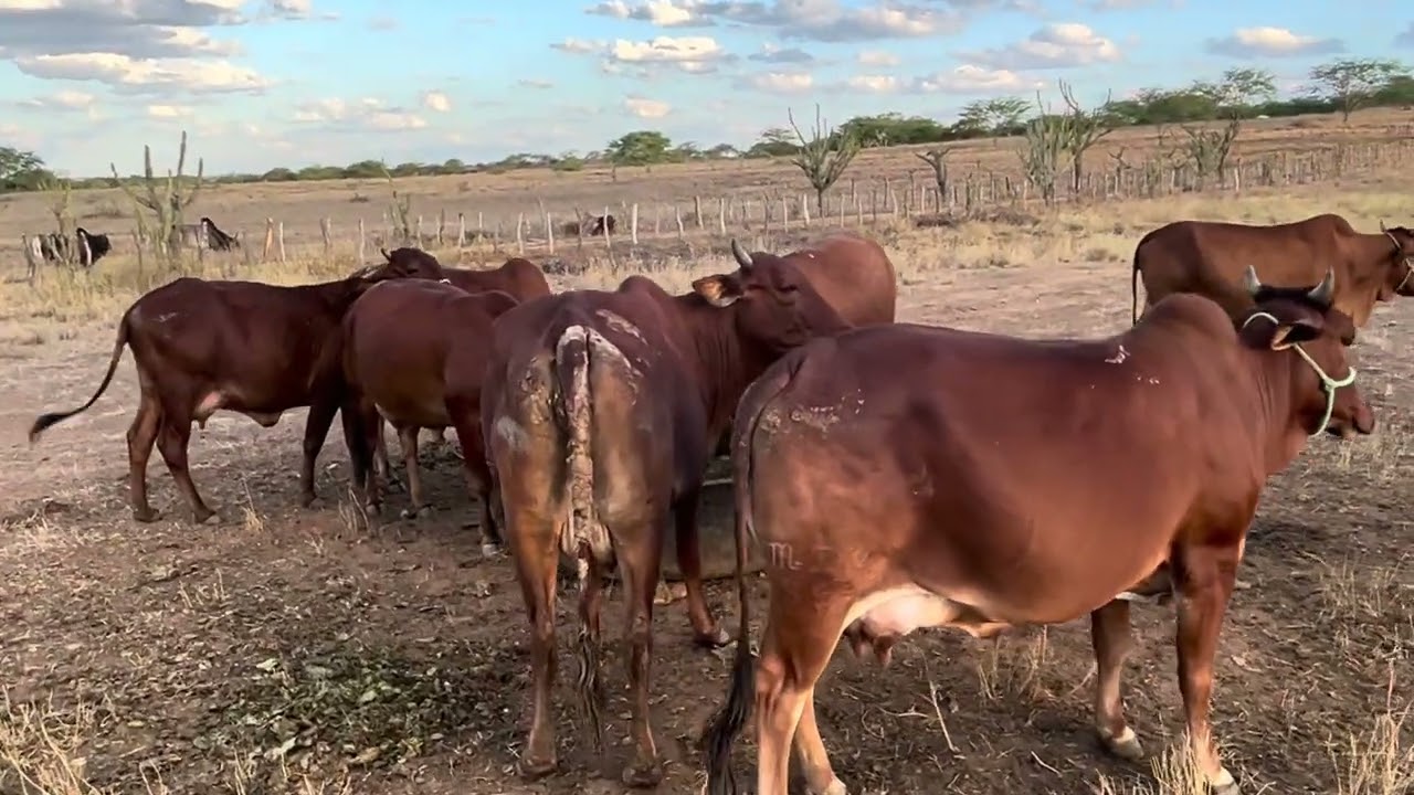 A POLÊMICA DO PORTE DO SINDI NA PRÁTICA!