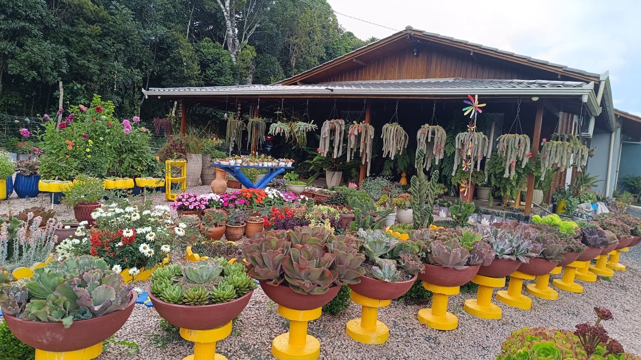 Minhas suculentas estão um espetáculo+ flores e garnizés.