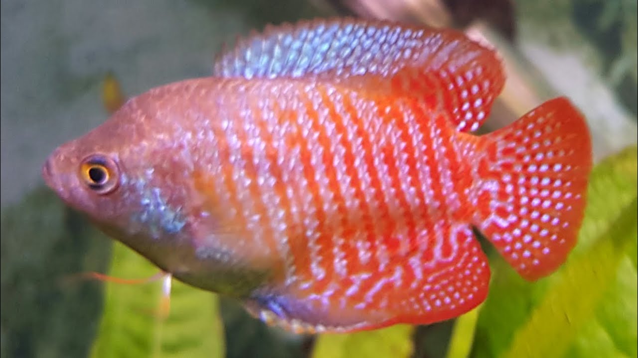 The Dwarf Gourami - Great Centrepiece Fish or Too Much Trouble?