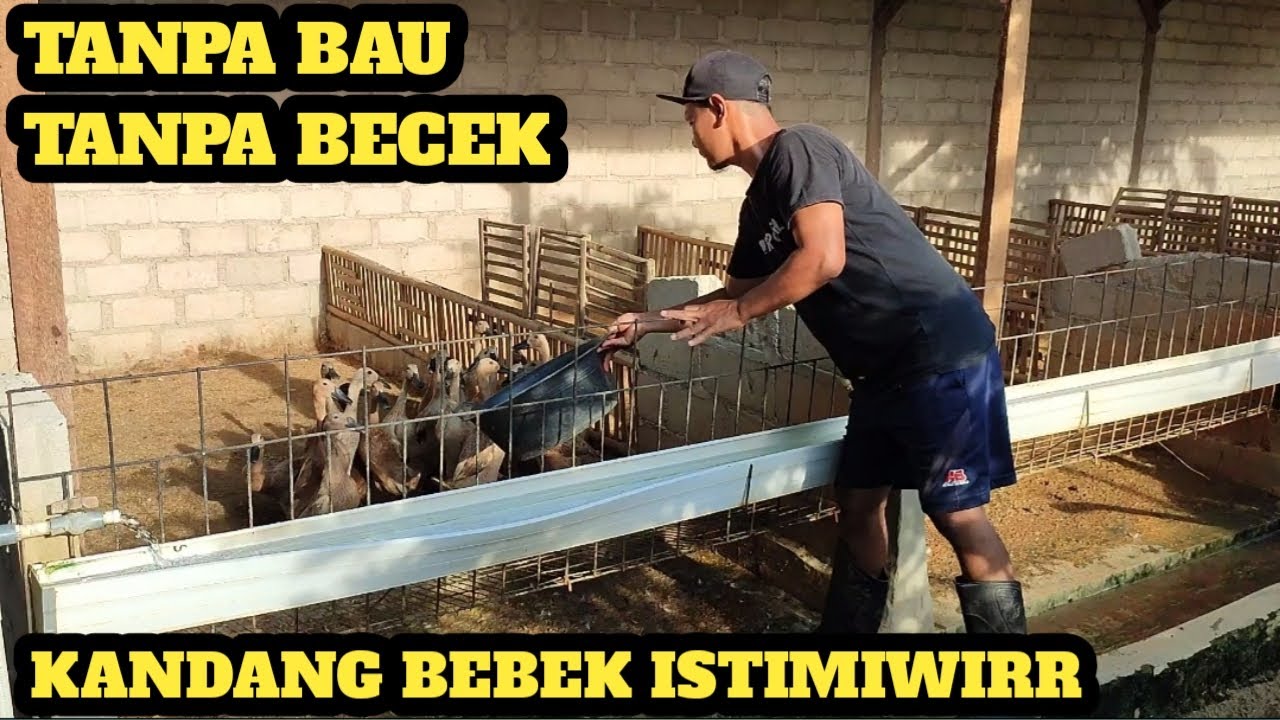 KANDANG BEBEK MINIMALIS & BEBAS BAU!!