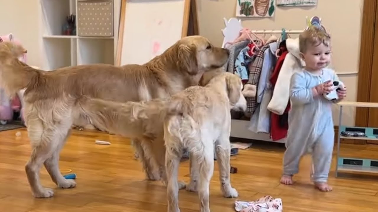 Adorable Baby Boy Plays Ball With Golden Retrievers! (Cutest Ever!!)