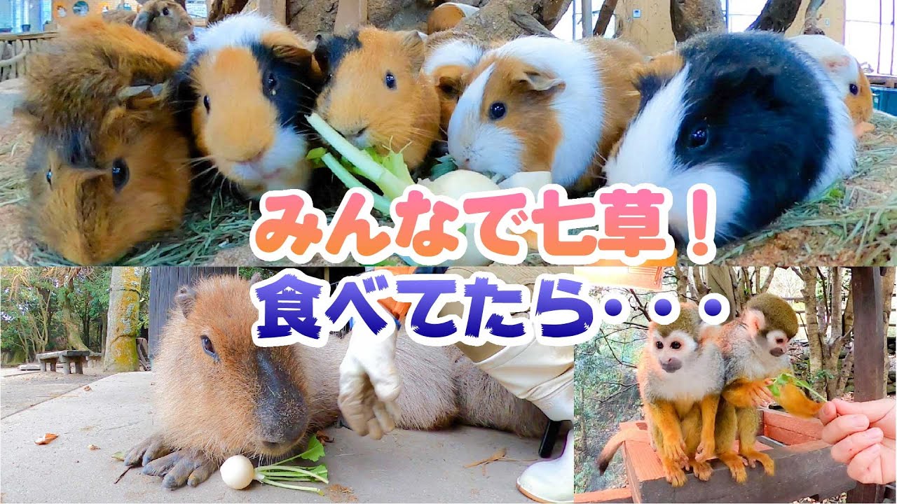 みんなに七草あげてたらとんでもないハプニング起きた【ヤギ、カピバラ、ヤマアラシ、ダチョウ、リスザル、カンガルー、カバ、モルモット、チンチラ】
