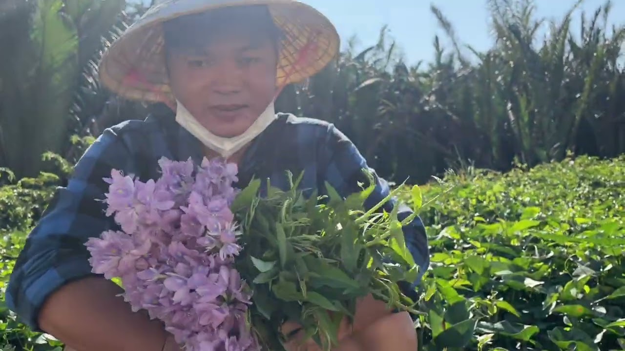 Món Ăn Đặc Sản Miền Tây Quê Em Bông Lục Bình Ăn Với Mắm Kho#mientaysongnuoc @Quang Vinh Vê Lốc