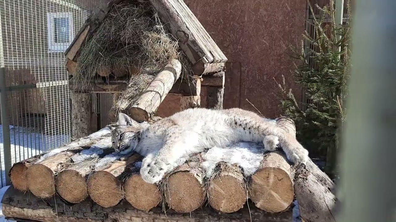 Рыси греются на солнышке🌞🐾 Хасан на своём посту🐆 ПАРК Земля Прайда 🌿