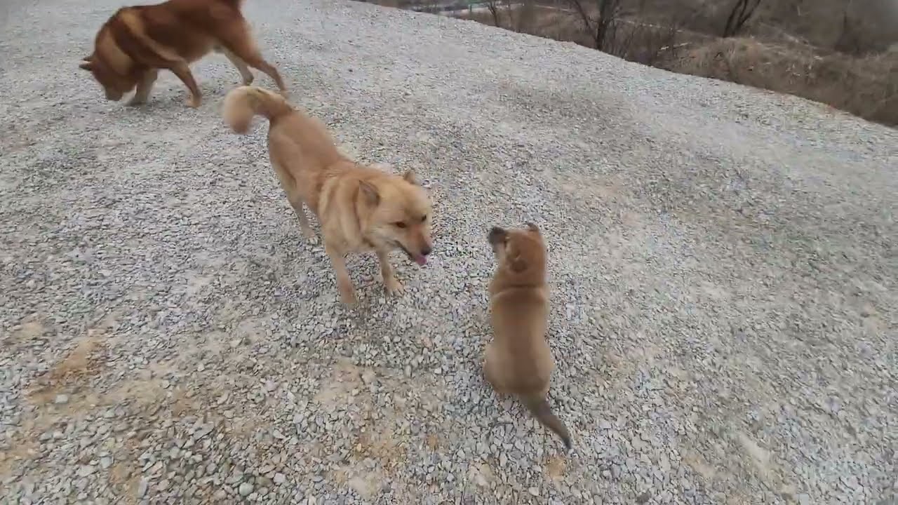 모녀견이 다정하게~~