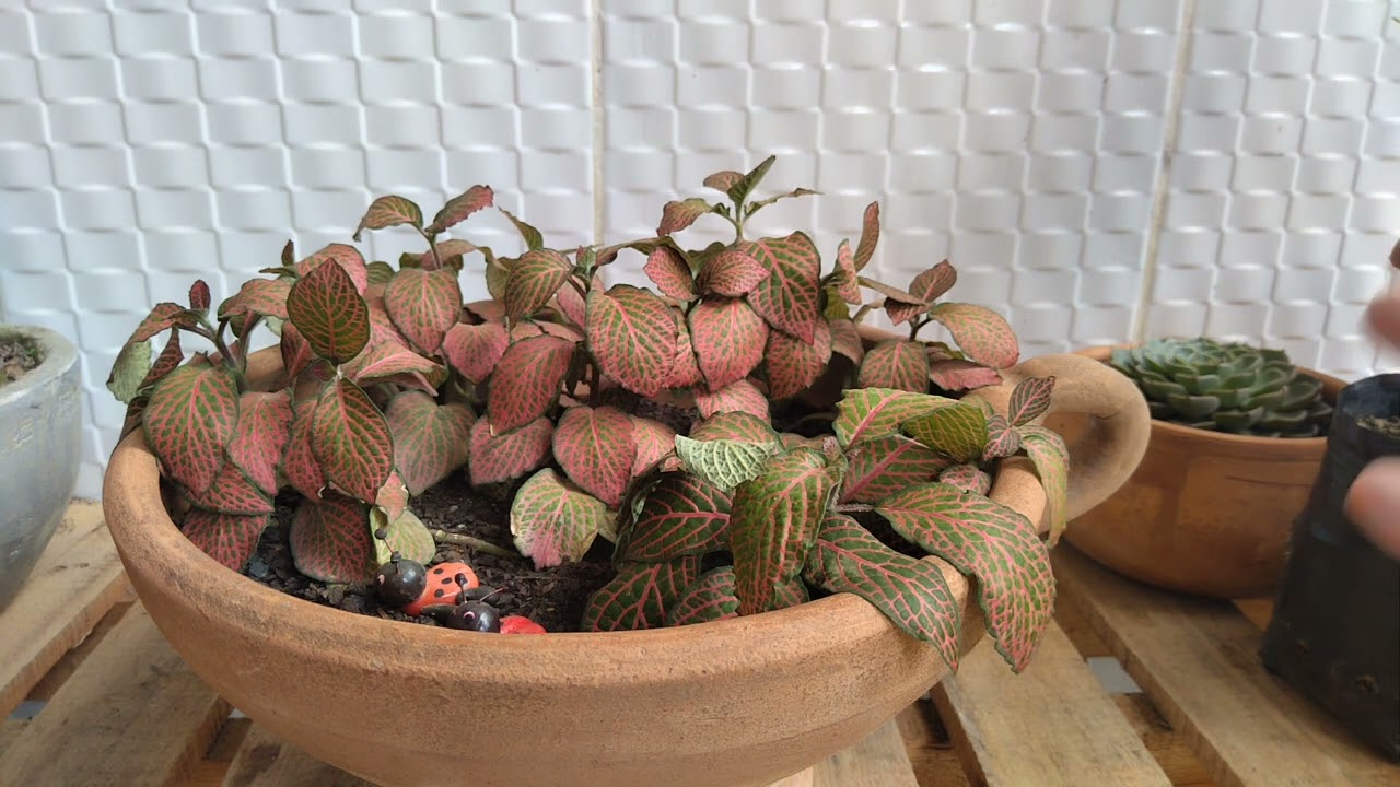 como acabar com folhas murchas na fitonia