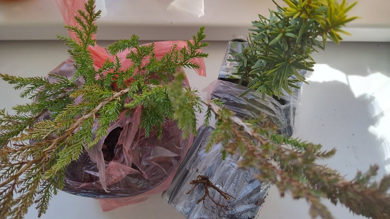 Розпаковка. Райський куточок❤💝🌹до замовлення.