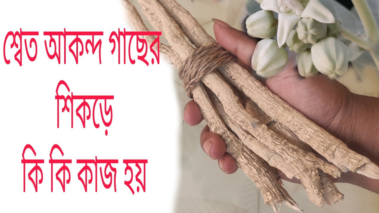 শ্বেত আকন্দ গাছের শিকড়ে কি কি কাজ হয়