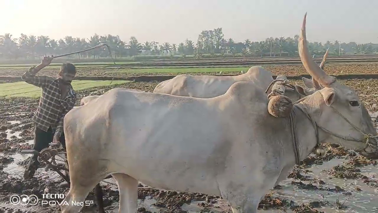 ಮಂಡ್ಯ ಜಿಲ್ಲೆ ರೈತರ ಊರು ರೈತರು ವ್ಯವಸಾಯ ಮಾಡುತ್ತಿರುವ ಚಿತ್ರೀಕರಣ ಬಿಡುಗಡೆ 