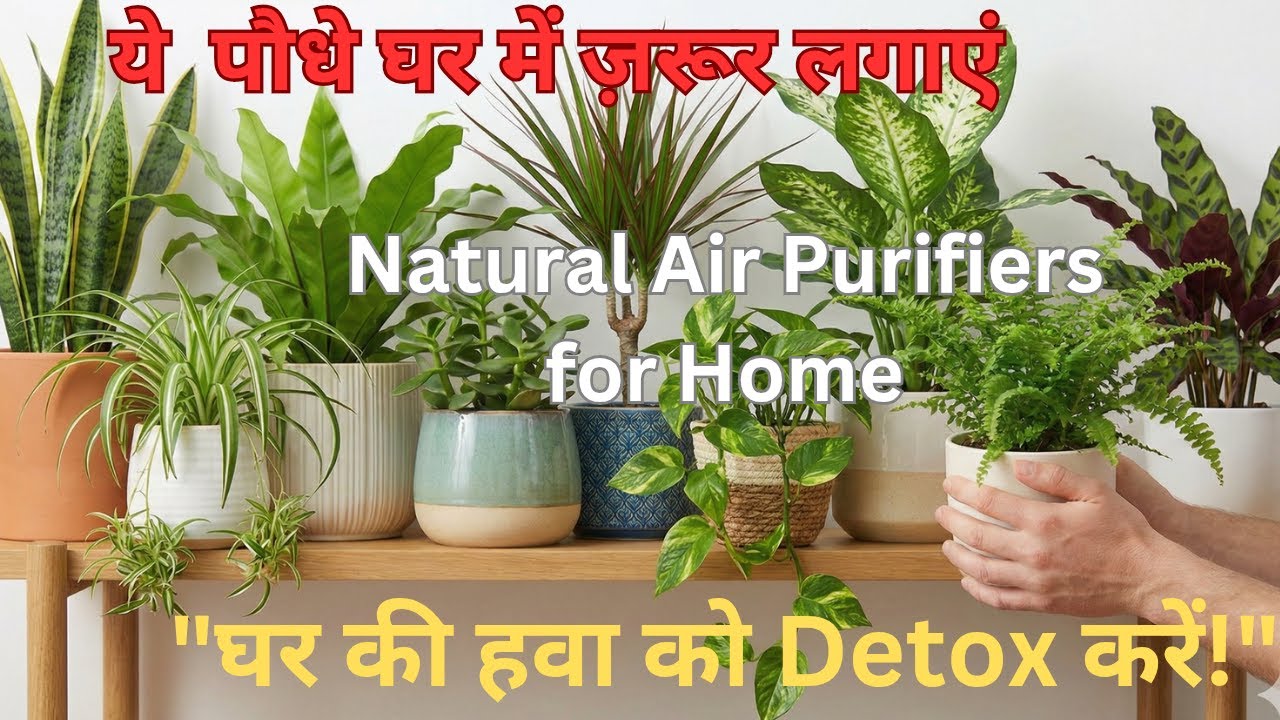 Best Indoor Plants, ​Natural Air Purifiers for Home