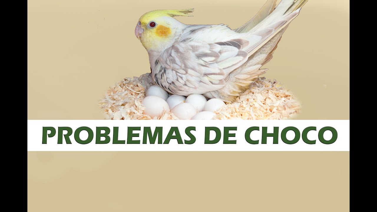 Casais com problemas na hora de chocar os ovos!