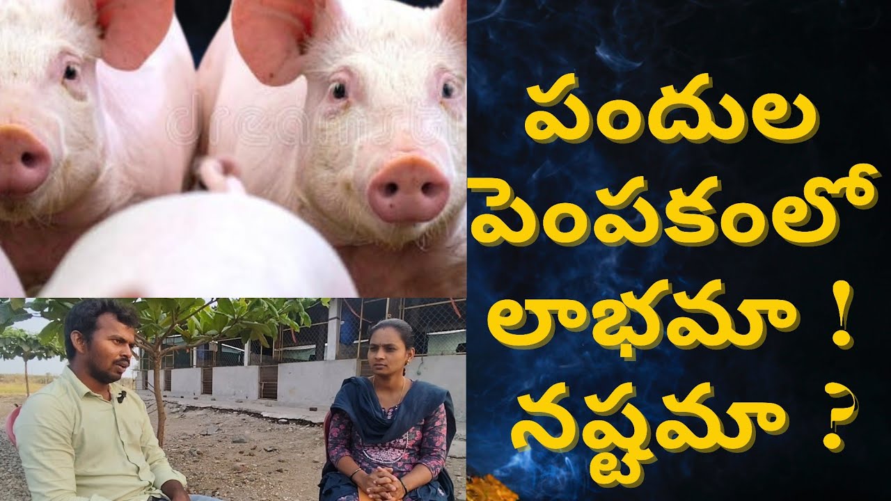 Young farmer pig farm#సీమ పందుల పెంపకం యువ రైతు మాటల్లో#hybrid pig farm...