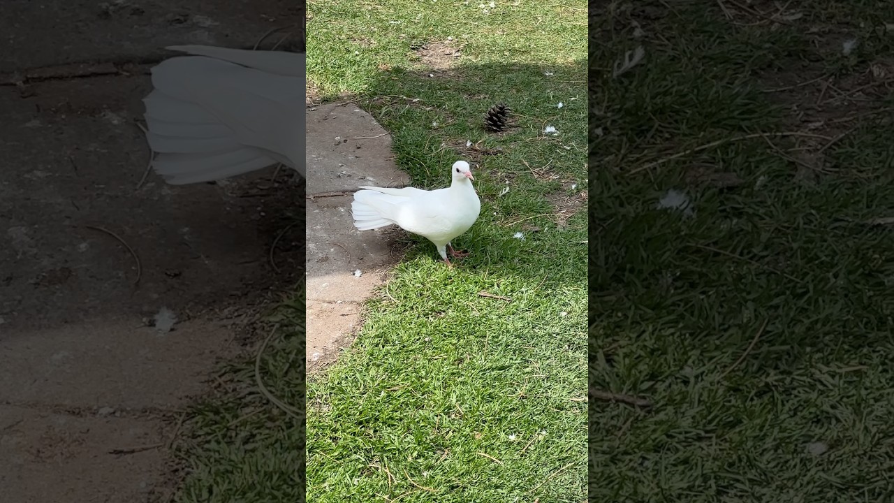 White doves #pigeons #columbidae #doves #dove #whitedoves #columbalivia #pigeonlover #pigeonlovers