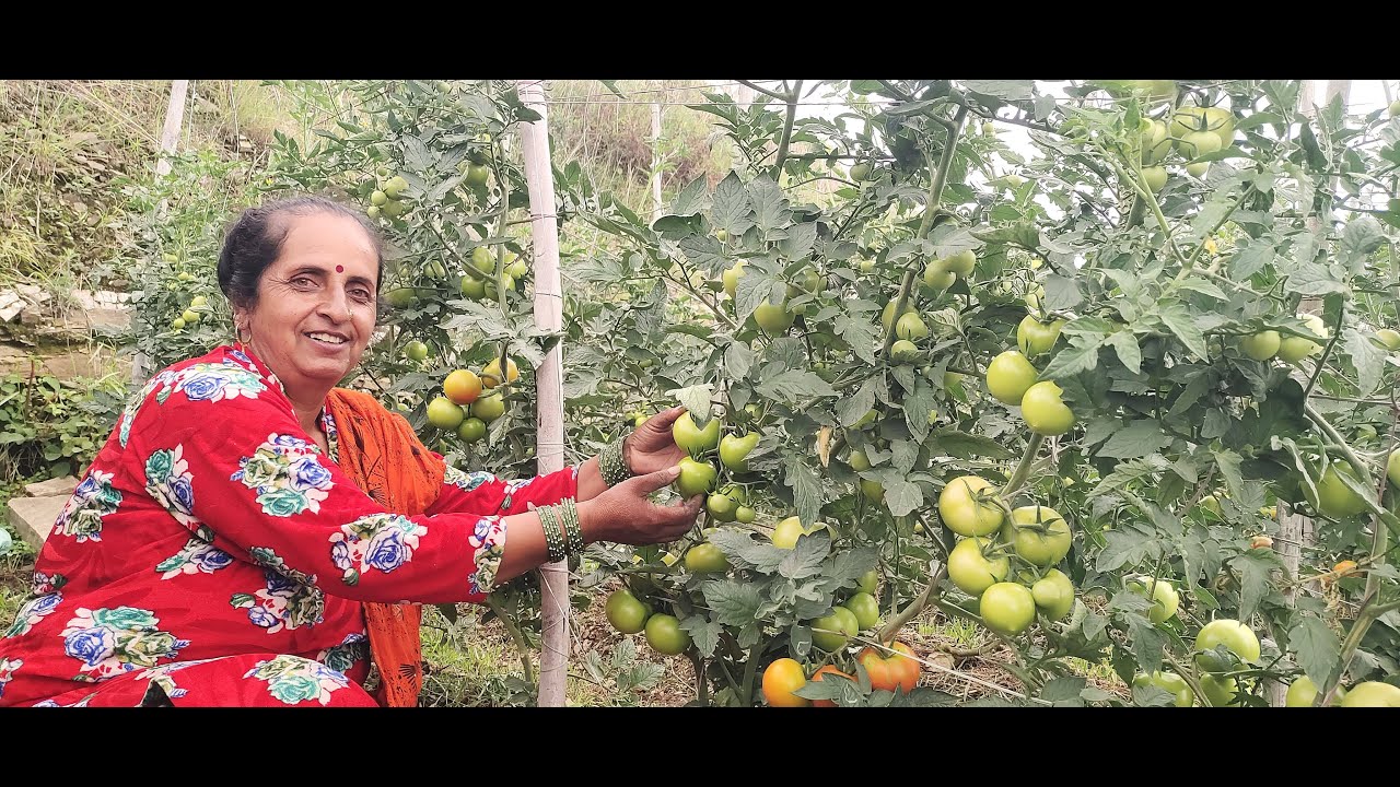 Grafted tomato- 100 tomatoes per plant in first harvest
