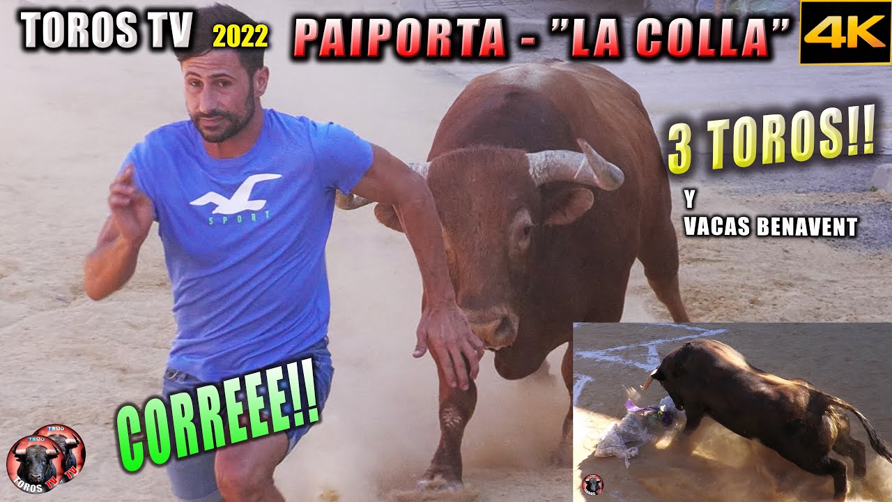 PAIPORTA TOROS BRAVOS 2022 LA COLLA  ❤️ 3 TOROS BRAVOS Y VACAS BENAVENT. VIDEOS DE TOROS TV EN 4K