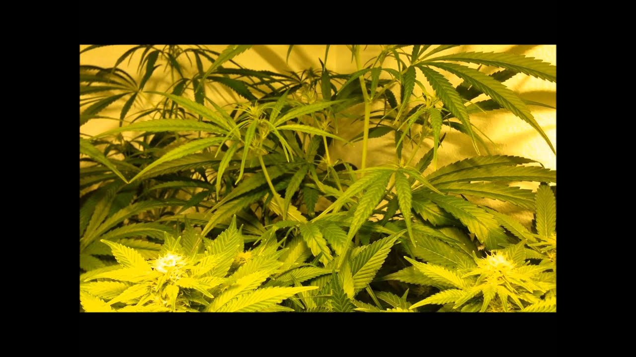 Day 24 Flower