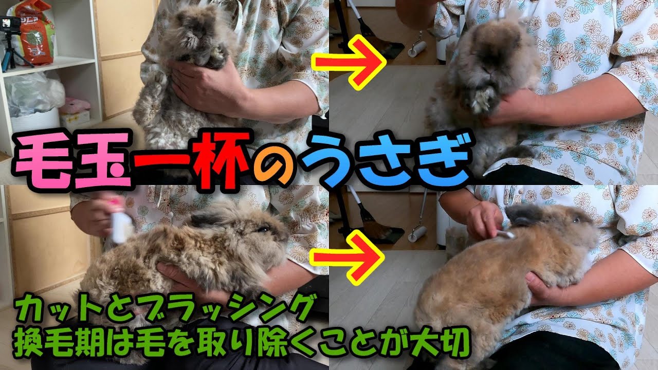友のうさぎさんが全身毛玉になっていたのでカットをしてブラッシングしたらサラサラに変身
