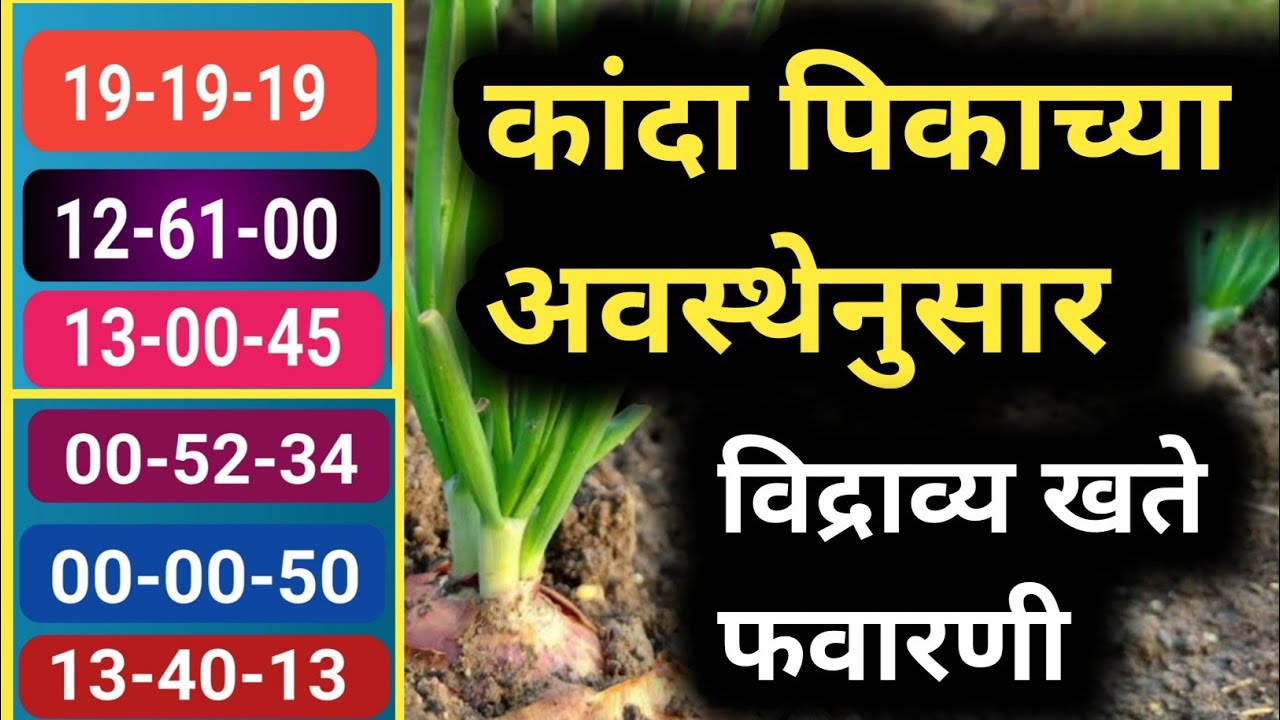 कांदा पिकाच्या अवस्थेनुसार विद्राव्य खत फवारणी 19-19-19, 12-61-00, 00-52-34, 13-00-45 आणि 00-00-50