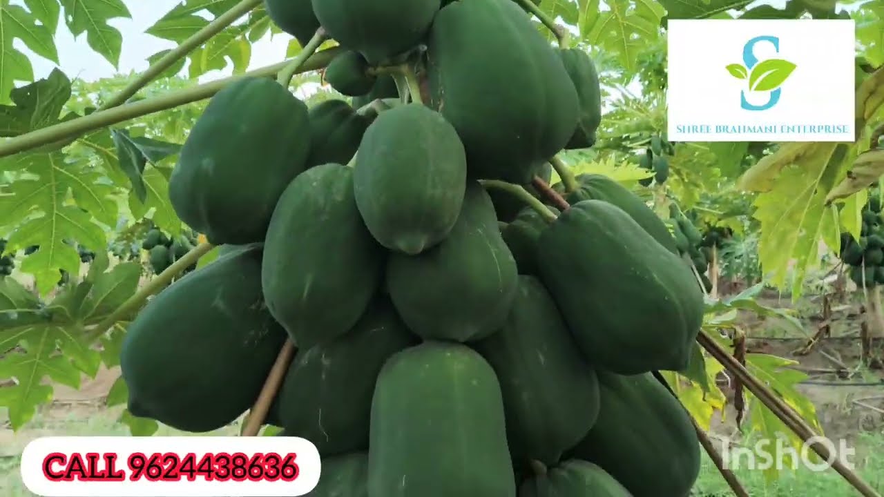Papaya farm banashkatha | organic papaya farm banashkatha 