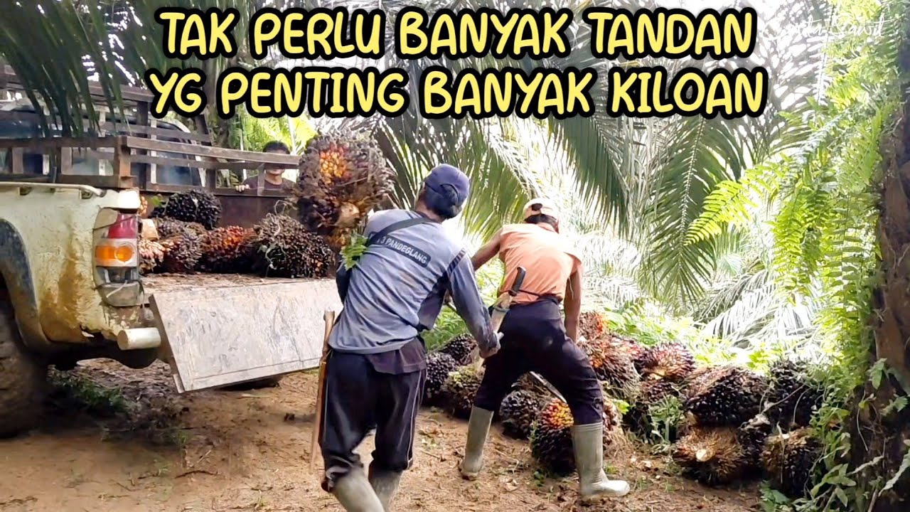 Hasil panen ke 2 PPKS DUMPY U 7 Thn 2,5 ha || 17.01.2026