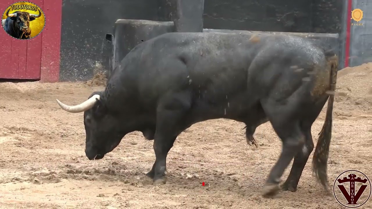 SORTEO| Toros de Victorino Martín| Feria de Abril|Sevilla