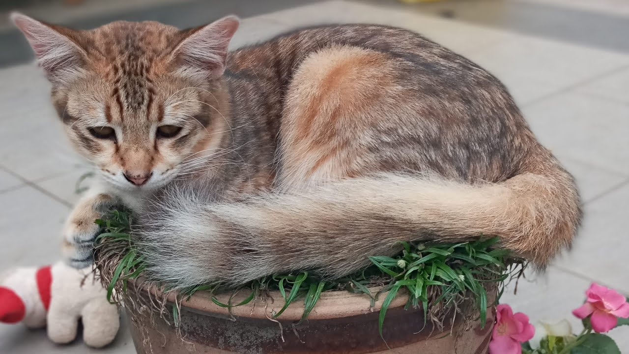 Time Machine Cats !!!! Longest Daily Cat's Story