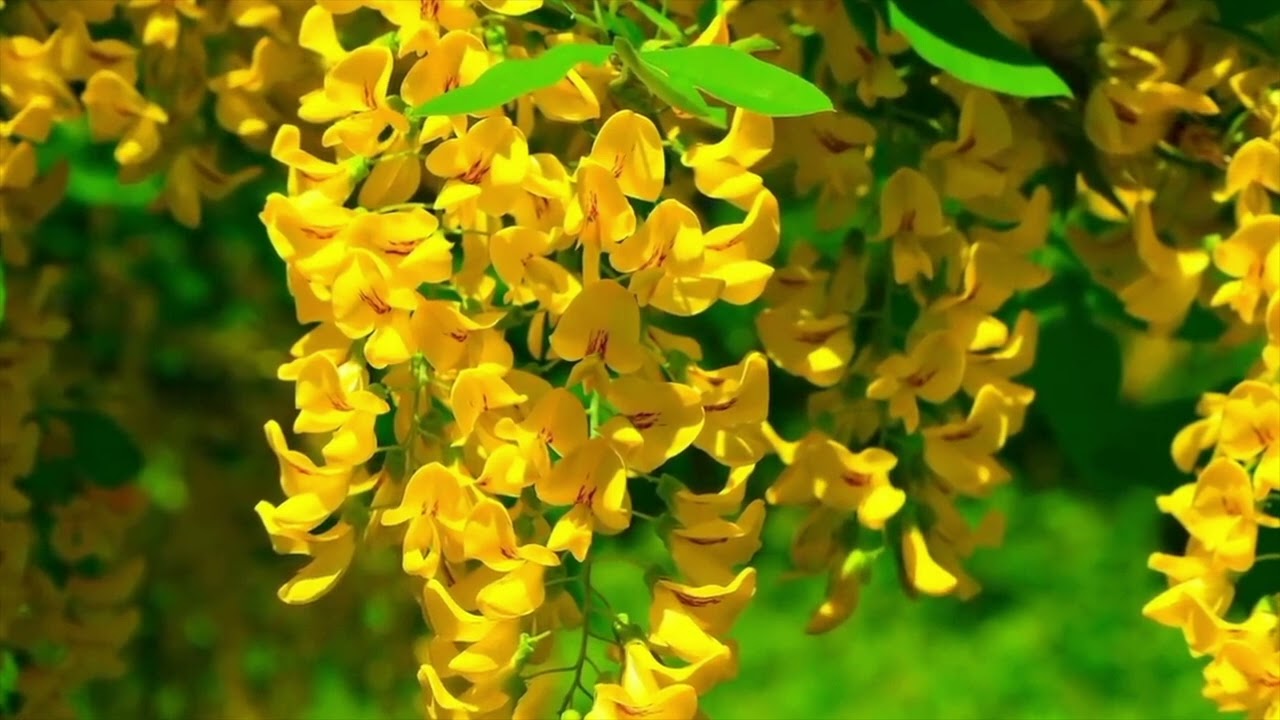 Opwekking 201 Wij danken U, Heer God almachtig